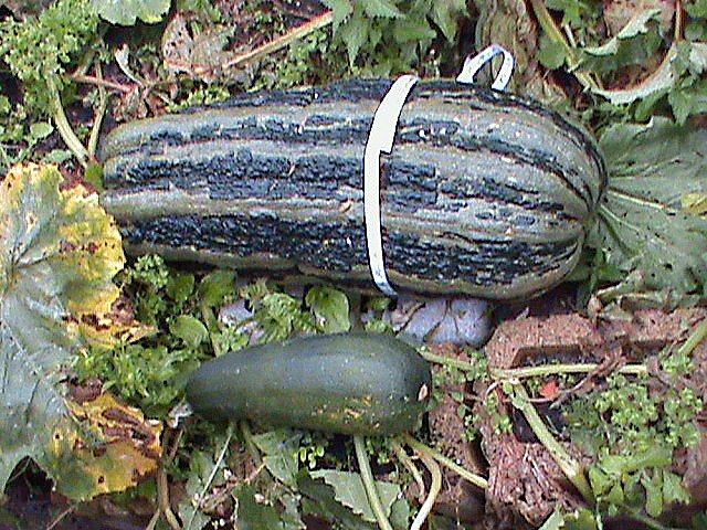 Riesen Zucchini (Foto: Heiko Range) Riesen Zucchini (Foto: Heiko Range)