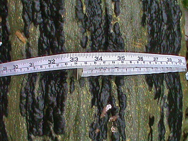 Riesen Zucchini (Foto: Heiko Range) Riesen Zucchini (Foto: Heiko Range)