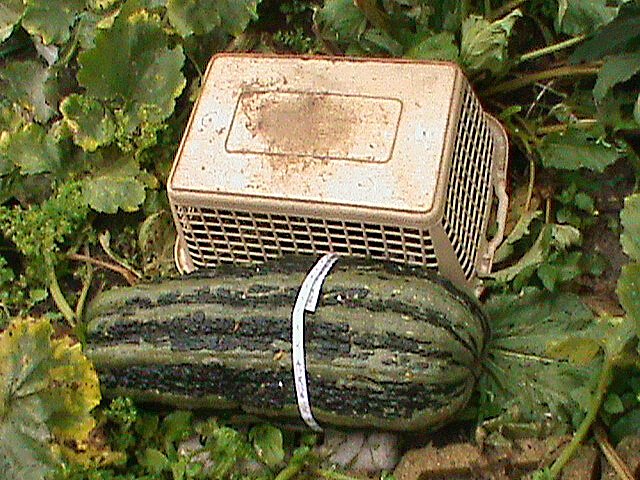 Riesen Zucchini (Foto: Heiko Range) Riesen Zucchini (Foto: Heiko Range)