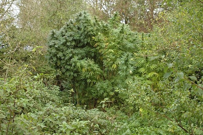 Erntegut (Foto: nnz) Erntegut (Foto: nnz)