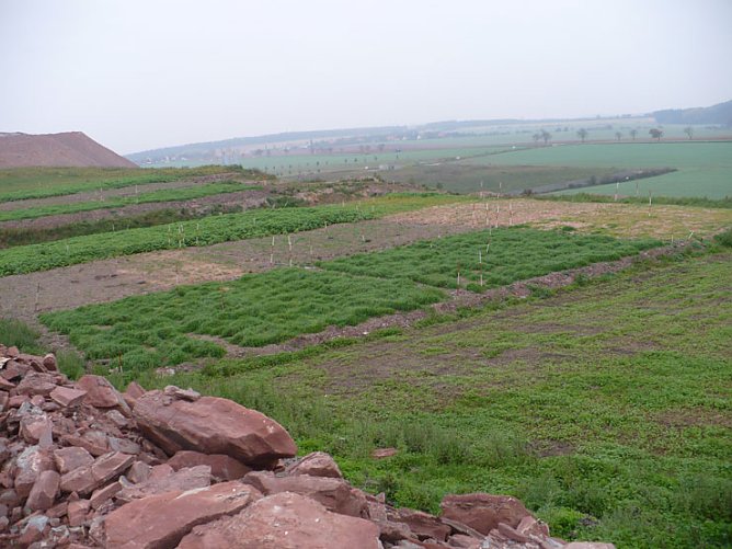 Versuchsfeld der landwirtschaftlichen Sektion der Uni. Halle  (Foto: Hans-J&uuml;rgen Schmidt - Sondershausen)