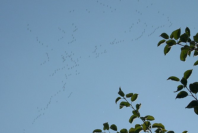 Kraniche ziehen nach S&uuml;den (Foto: Karl-Heinz Herrmann)