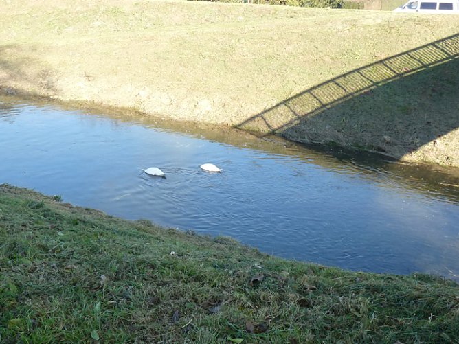 Kopflos in der Wipper (Foto: Karl-Heinz Herrmann)