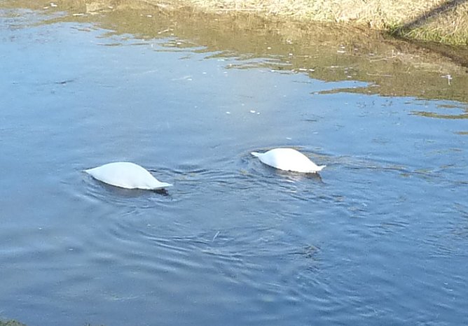 Kopflos in der Wipper (Foto: Karl-Heinz Herrmann)
