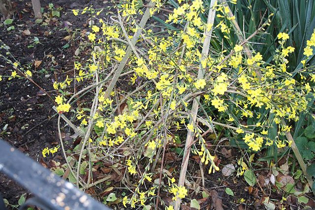 Winterjasmin (Foto: Hans-J&uuml;rgen Schmidt)