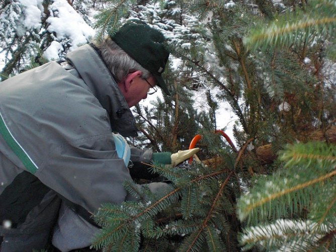 Tannenbaum im Winterwald (Foto: Karl-Heinz Herrmann) Tannenbaum im Winterwald (Foto: Karl-Heinz Herrmann)