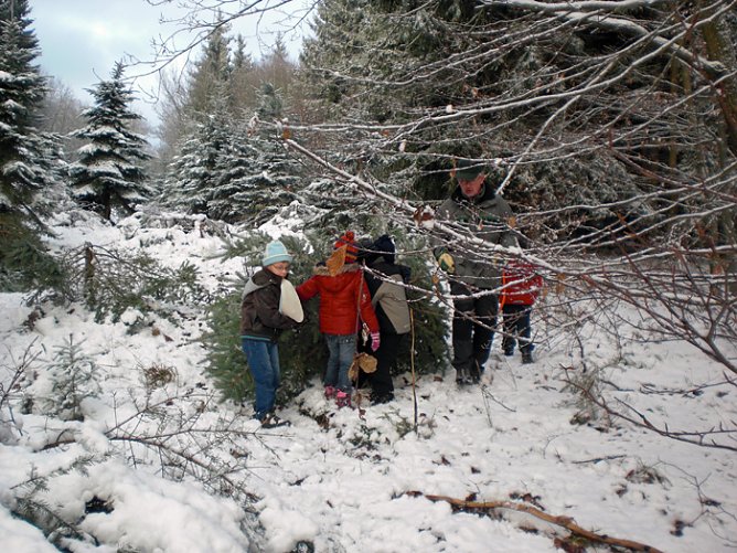 Tannenbaum im Winterwald (Foto: Karl-Heinz Herrmann) Tannenbaum im Winterwald (Foto: Karl-Heinz Herrmann)