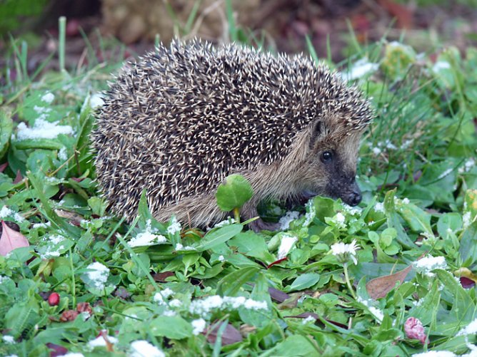 Igel im Schnee (Foto: Karl-Heinz Herrmann)