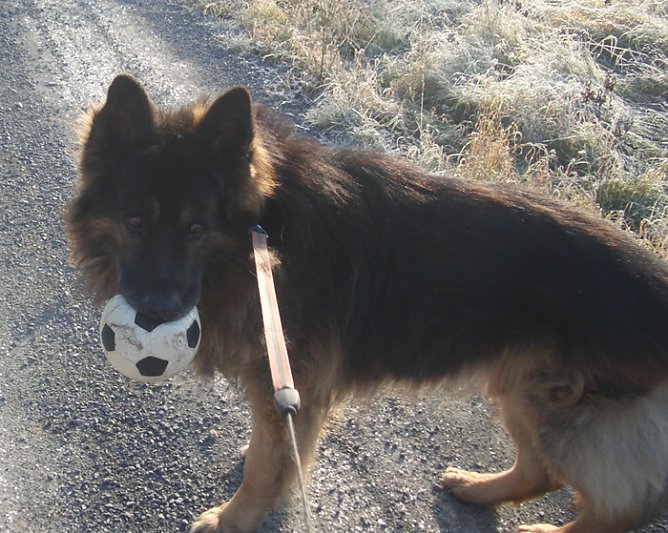 Aris (Foto: Gnadenhof Sondershausen) Aris (Foto: Gnadenhof Sondershausen)