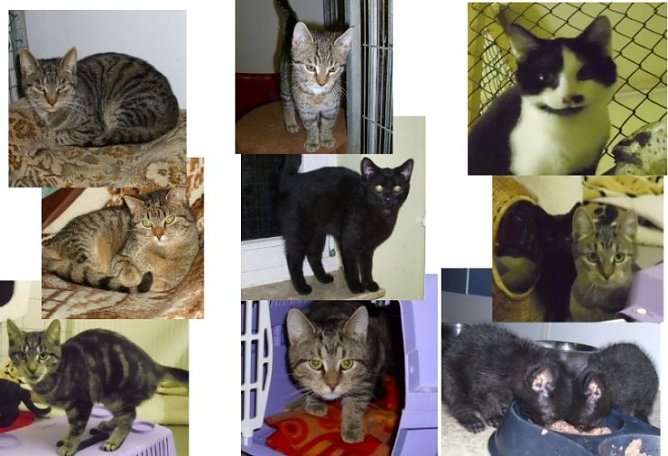 Viele Miezen (Foto: C. Knust) Viele Miezen (Foto: C. Knust)