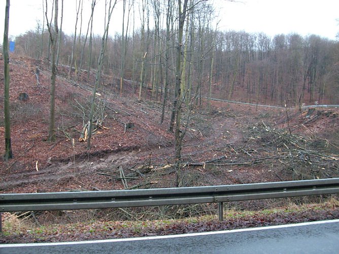 Abholzungsgebiet am Kyffh&auml;user (Foto: Karl-Heinz Herrmann)