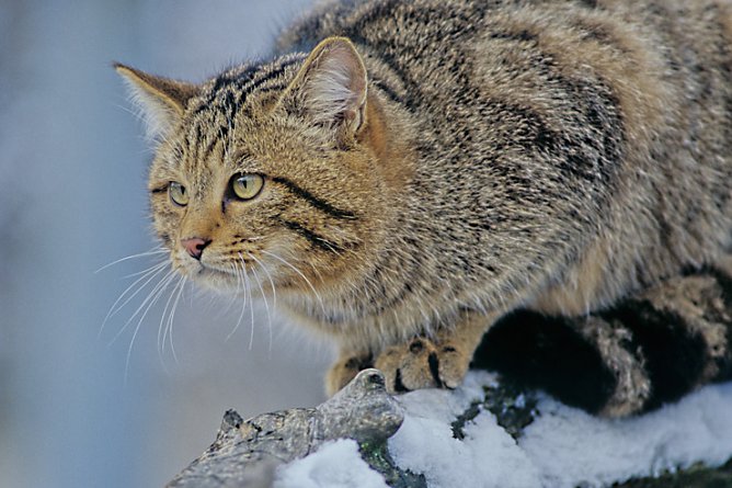 Wildkatze im Schnee (Foto: Thomas Stephan, Munderkingen) Wildkatze im Schnee (Foto: Thomas Stephan, Munderkingen)