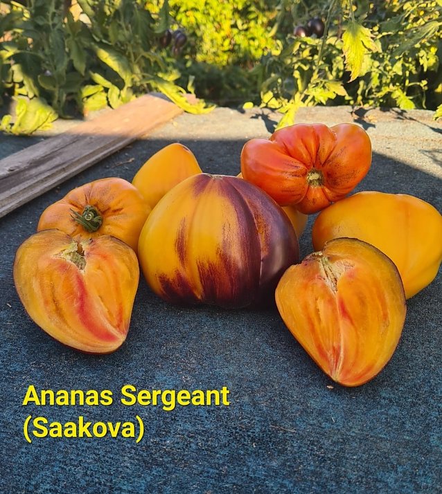 Bild: Ananas Sergeant (Sakova) Tomate