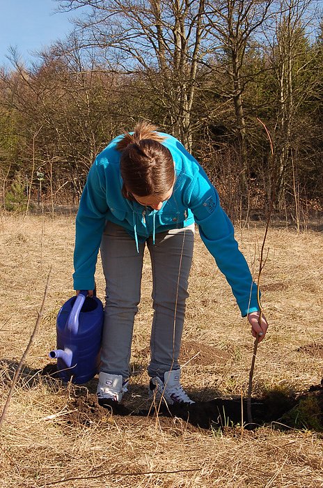 Baumpflanzung am Kyffh&auml;user