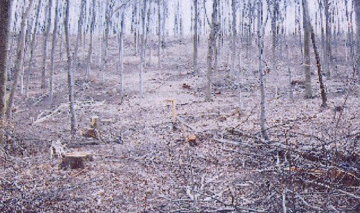 Pro Kyffh&auml;userwald