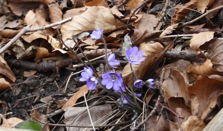 Fr&uuml;hling angekommen