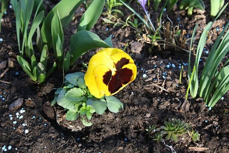 Fr&uuml;hling angekommen
