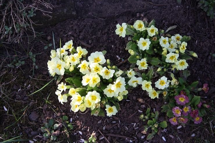 Fr&uuml;hling angekommen
