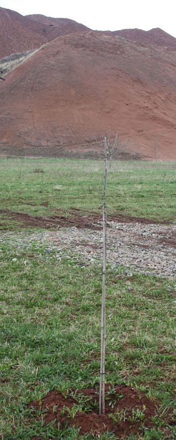 Haldenbepflanzung Sondershausen