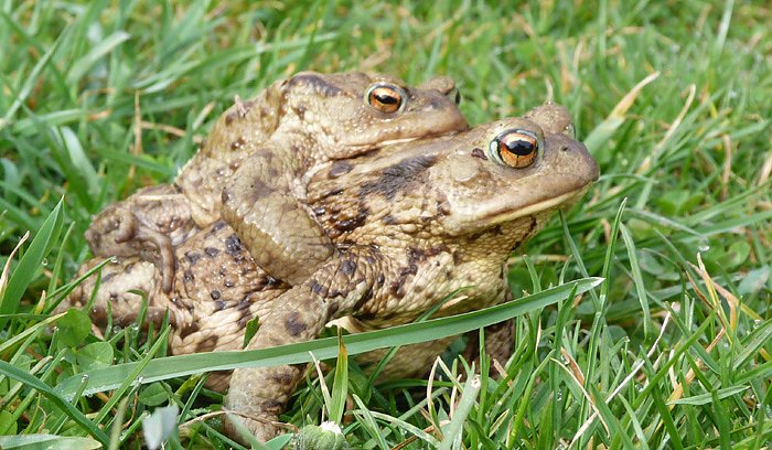 Verliebte Kr&ouml;ten