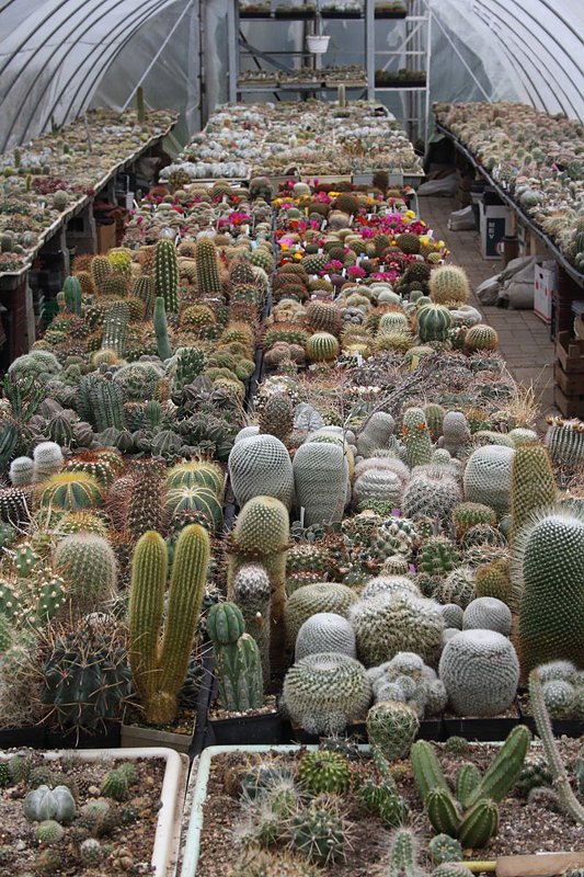 Kakkteen in Schernberg