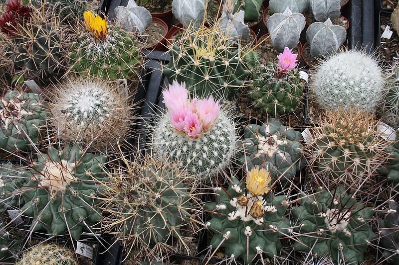 Kakkteen in Schernberg