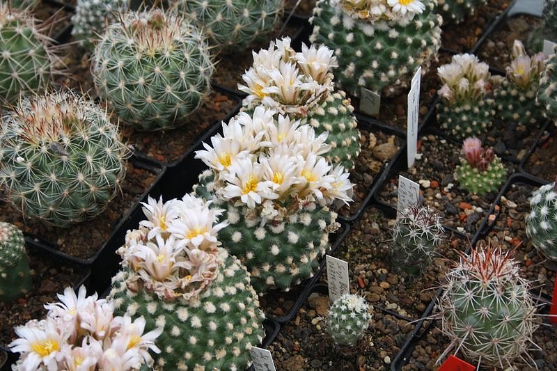 Kakkteen in Schernberg