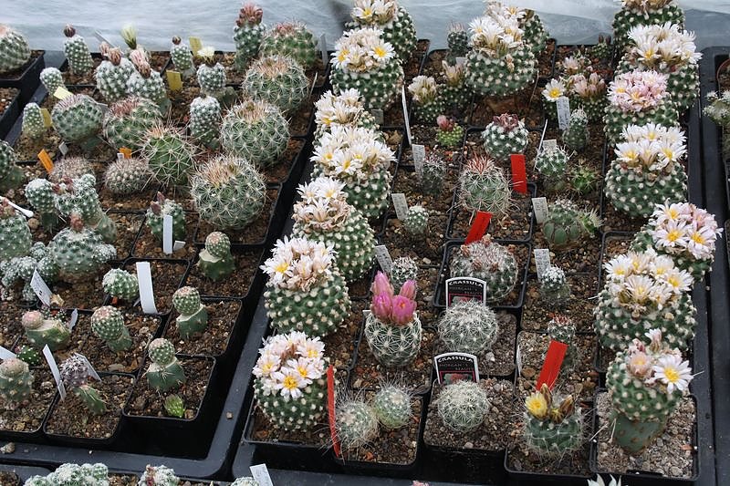 Kakkteen in Schernberg