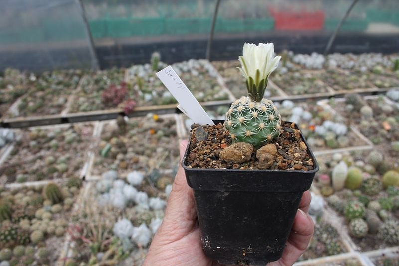 Kakkteen in Schernberg