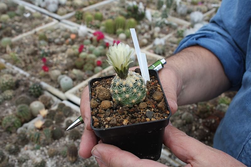 Kakkteen in Schernberg