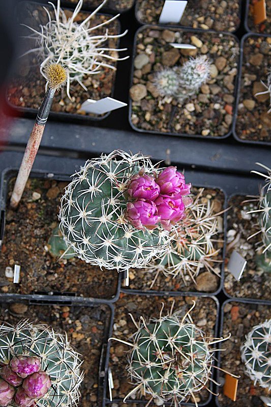 Kakkteen in Schernberg