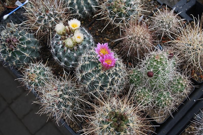 Kakkteen in Schernberg