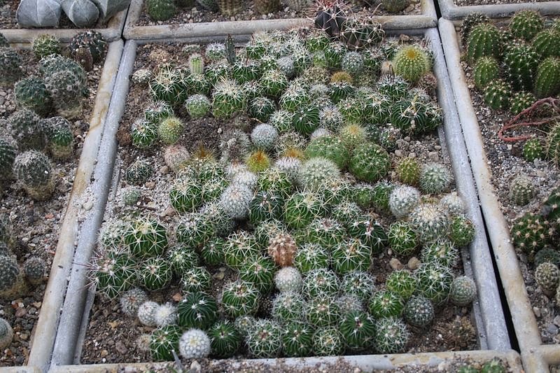 Kakkteen in Schernberg