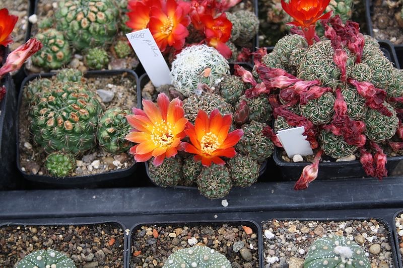 Kakkteen in Schernberg