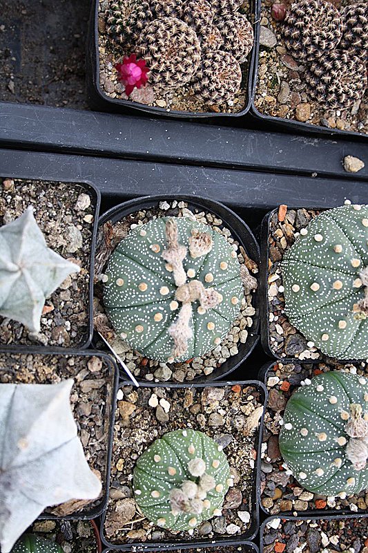 Kakkteen in Schernberg