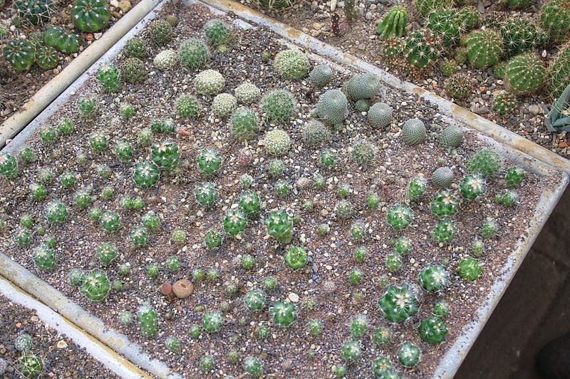 Kakkteen in Schernberg