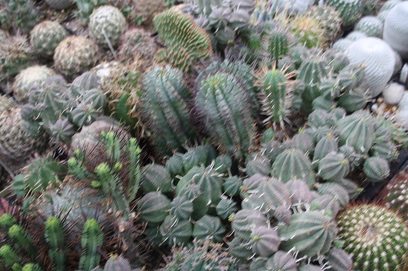 Kakkteen in Schernberg