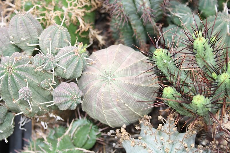 Kakkteen in Schernberg