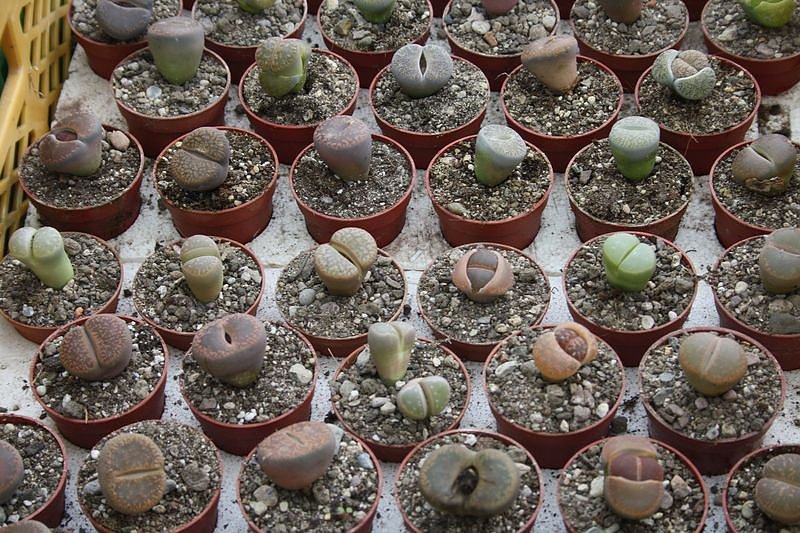 Kakkteen in Schernberg