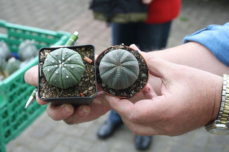 Kakkteen in Schernberg