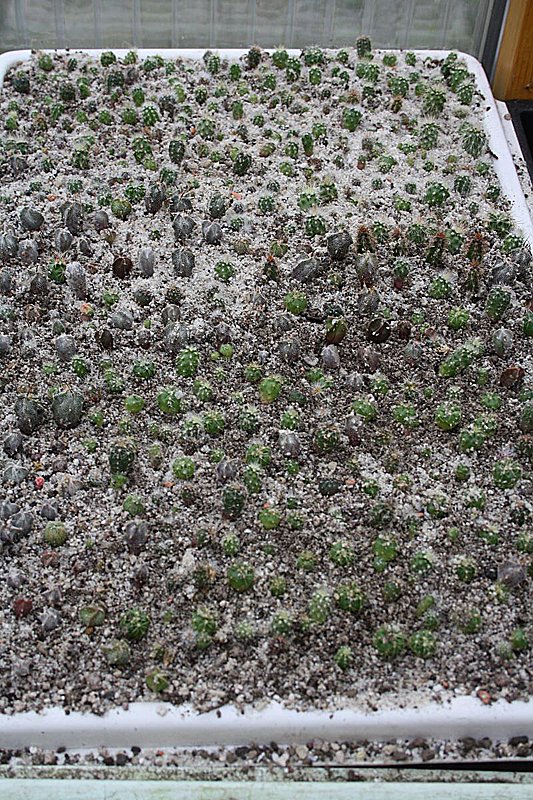 Kakkteen in Schernberg