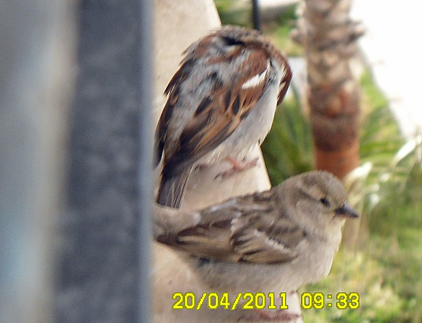 Amore auf der Balkonbr&uuml;stung