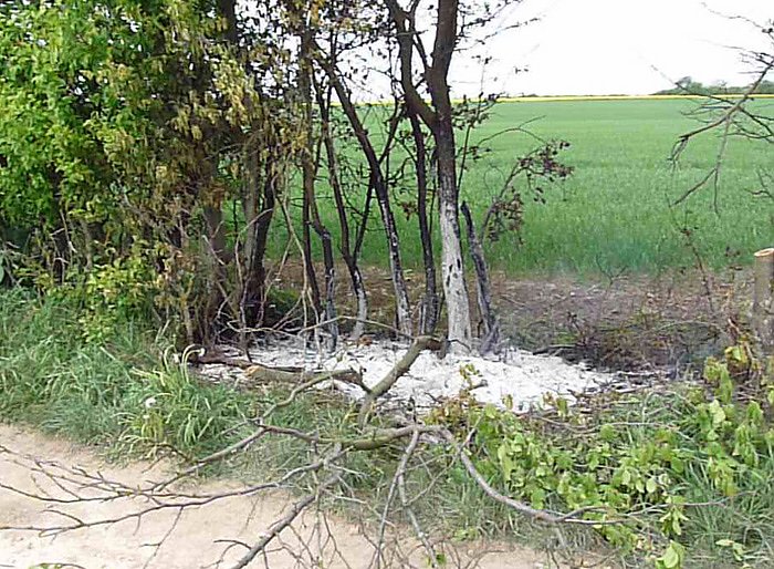 Baumpflege mit Feuer?