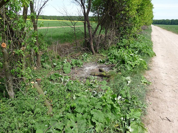 Baumpflege mit Feuer?