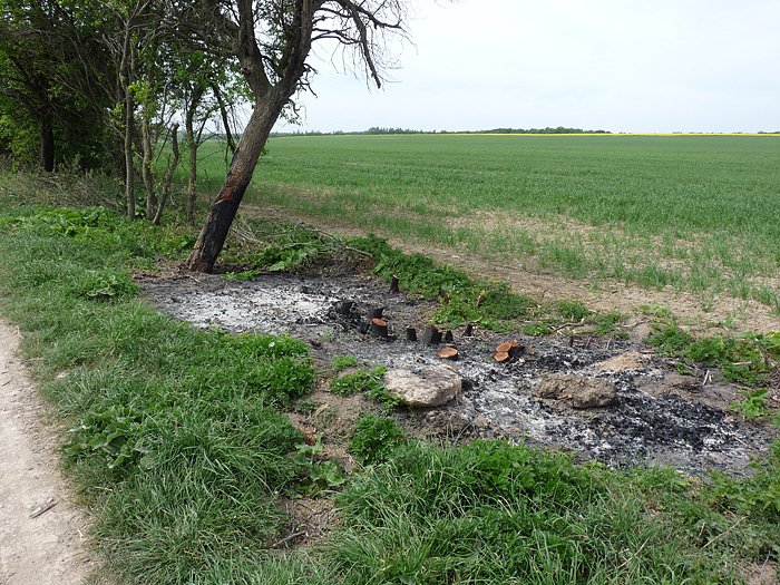 Baumpflege mit Feuer?