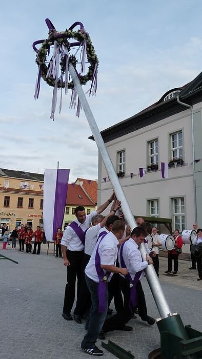 Fliederkrone gesetzt