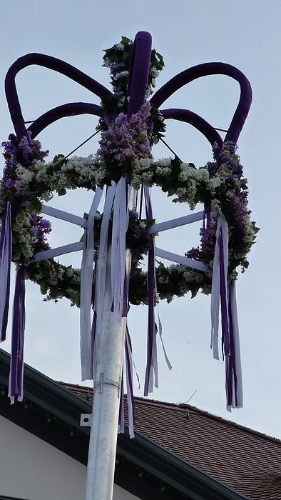 Fliederkrone gesetzt