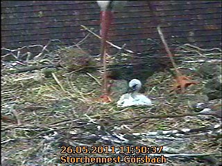 Neues aus dem Storchennest