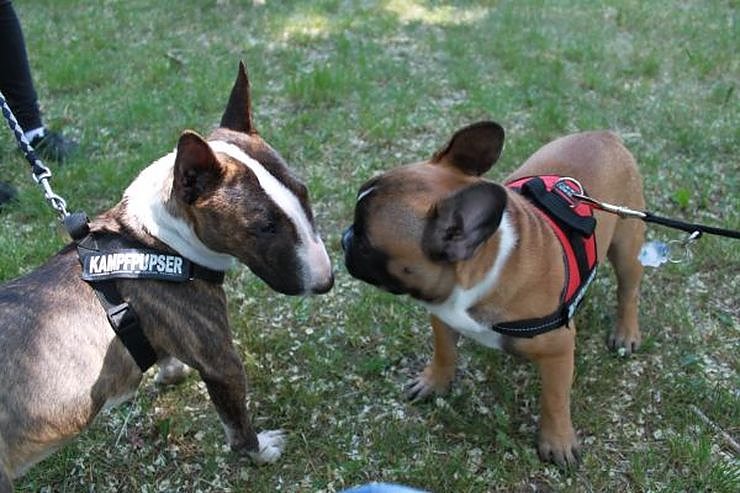 Tierischer Spa&szlig;