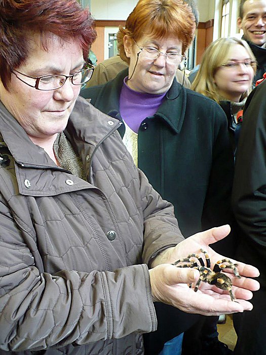 Die Welt der Riesenspinnen
